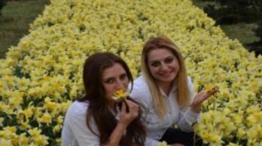 Yetiştirilen Nergisler, Kesme &Ccedil;i&ccedil;ek&ccedil;iliği D&uuml;ş&uuml;nd&uuml;r&uuml;yor