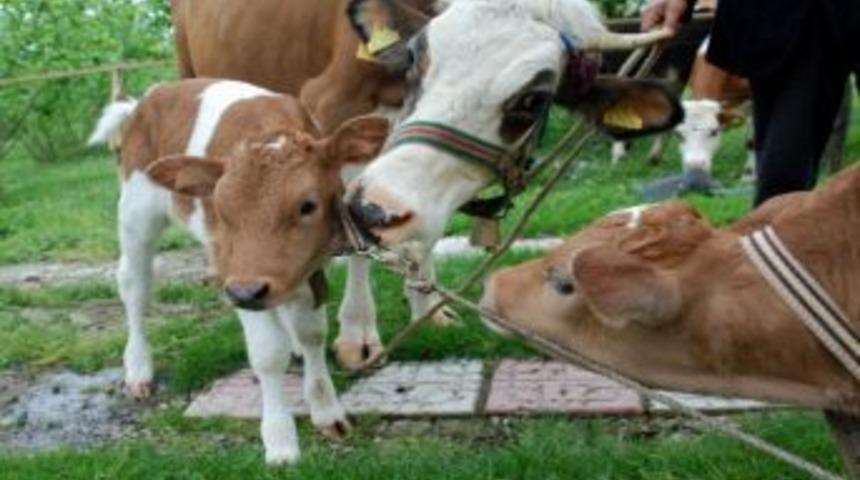 Sarıkız İkiz Doğurdu