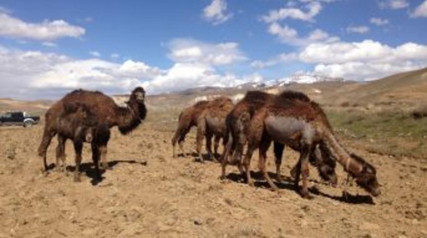 Van'da G&uuml;reş&ccedil;i Deve Yetiştiriliyor