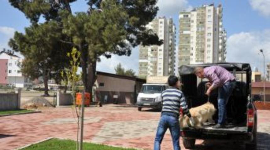 Belediyeden Hem Sokak Hem De Evcil Hayvanlara &Uuml;cretsiz Hizmet