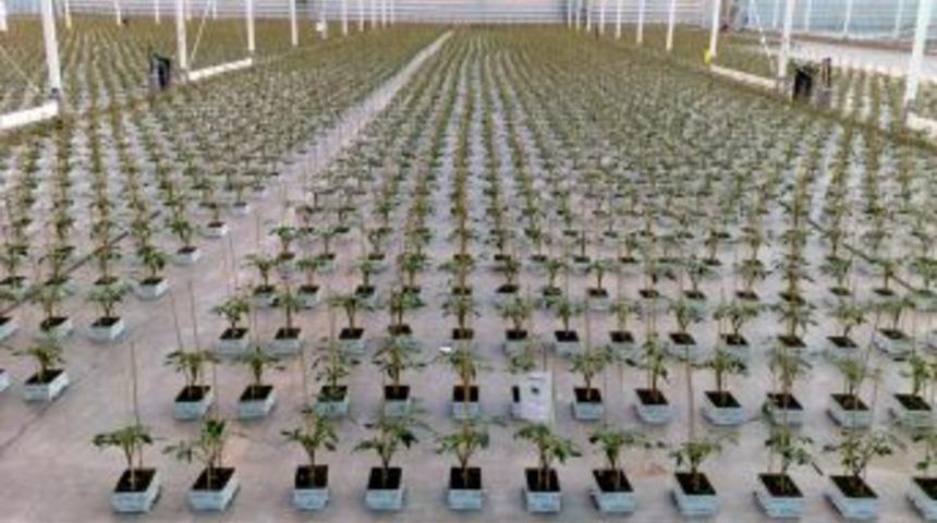 Konya Şeker Serada Yıkamadan Yenilen Domates &Uuml;retmeyi Başardı