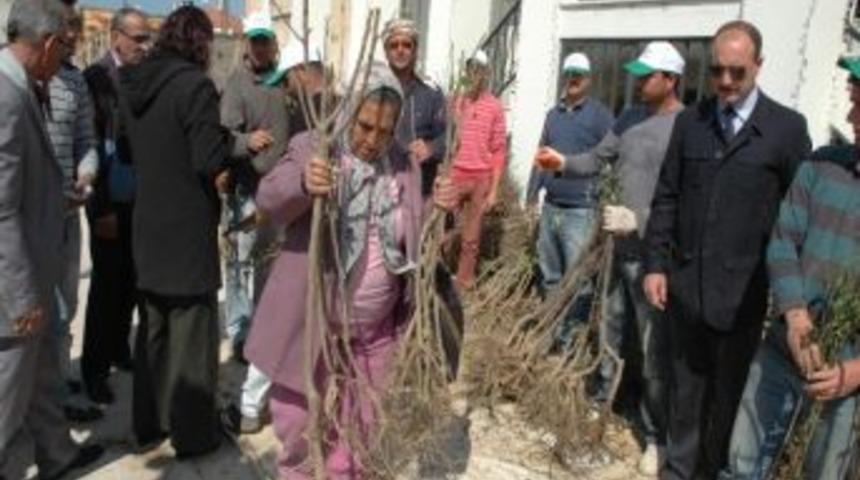 Urla Halkına Bedava Meyva Fidanı Dağıtıldı
