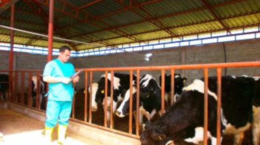 Dişi B&uuml;y&uuml;kbaş Hayvanlar, Brucella Hastalığına Karşı Aşılandı