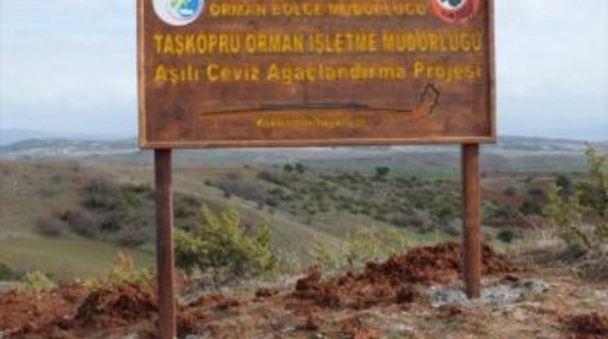 Kastamonu Obm&rsquo;de Ceviz Ormanları Kuruluyor