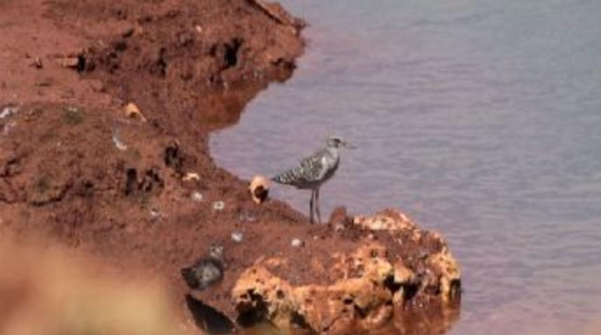 Kaş'ta T&uuml;rkiye'ye &Ouml;zg&uuml; 26 Yeni Bitki Tespit Edildi