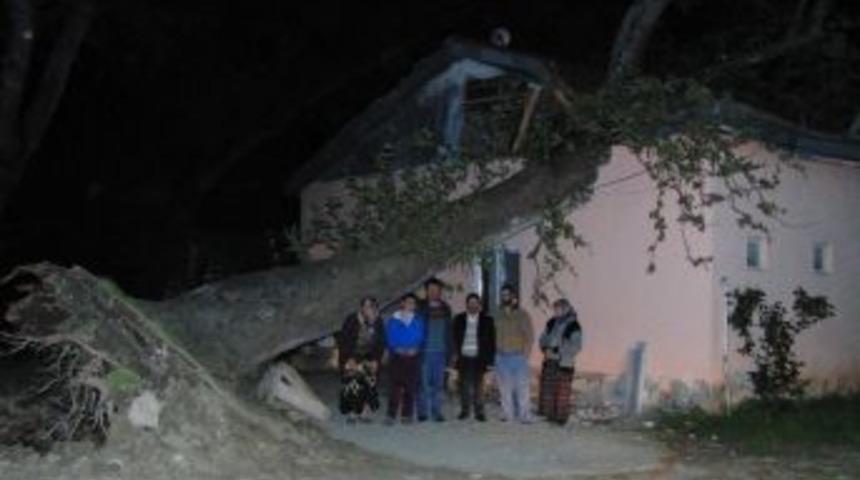 Dev &Ccedil;ınar Evin &Uuml;zerine Devrildi