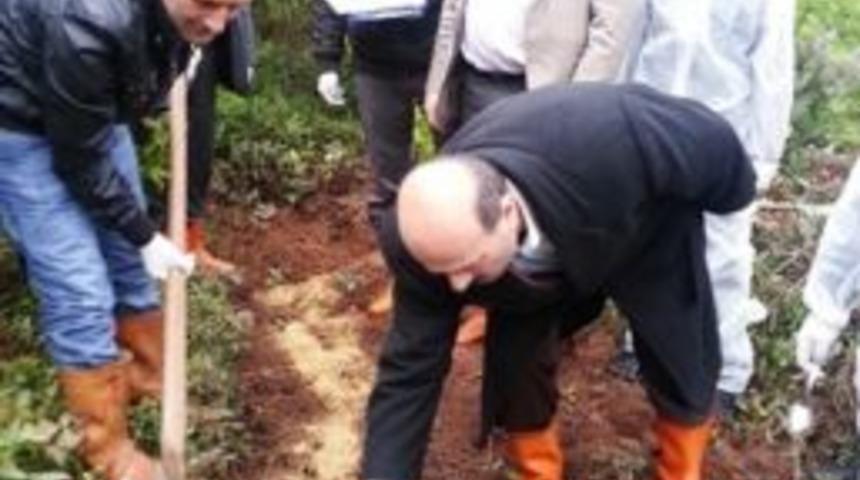 Orman Zararlıları İle Biyolojik M&uuml;cadele