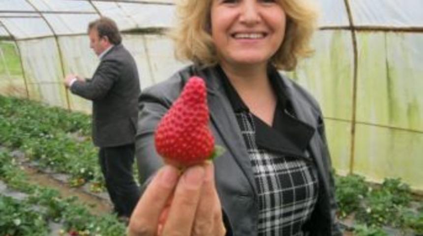 Trabzon&rsquo;da &Ccedil;ilek Hasadı S&uuml;r&uuml;yor