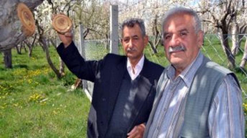 Ağa&ccedil; Dalindaki Ay Yıldız G&ouml;renleri Şaşırtıyor