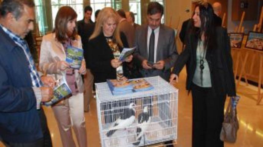 İskenderun G&uuml;vercini. Ilgi Odağı Oldu