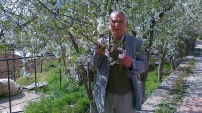 Hisarcık&rsquo;ta Meyveleri Kırağı Vurdu