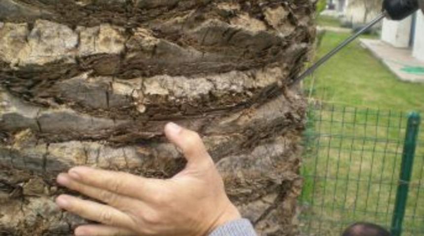 İzmir&rsquo;in Palmiyelerine Enjeksiyonlu Koruma