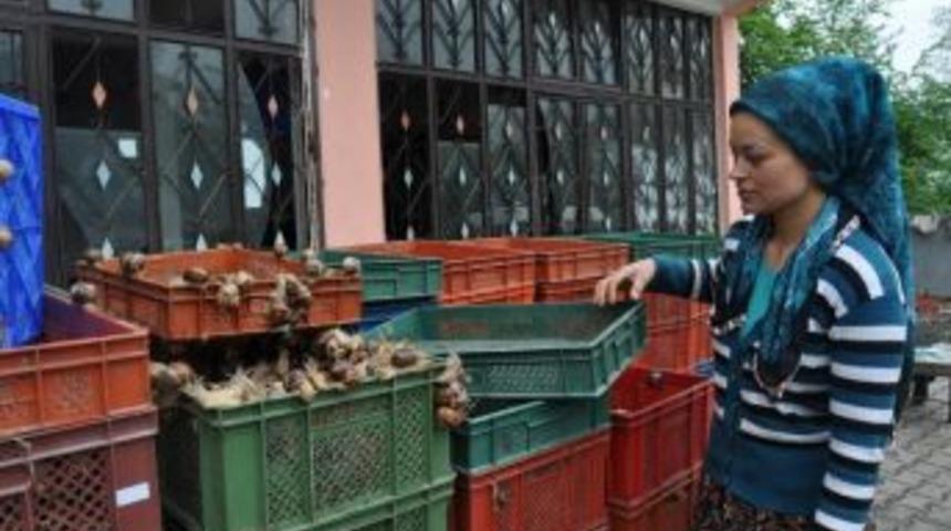 Avrupalılar i&ccedil;in Salyongoz topluyorlar