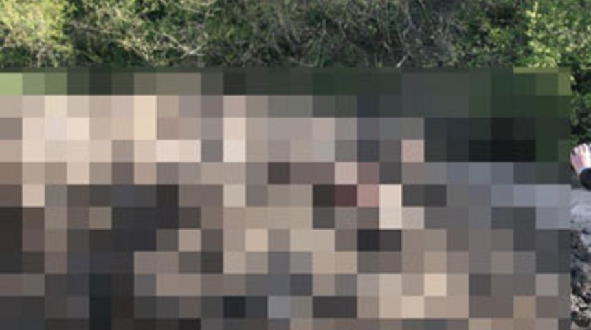 Marmaracık'ta k&ouml;pek katliamı