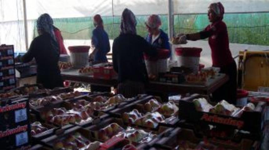 Şeftalide Ilk Hasat Ger&ccedil;ekleşti