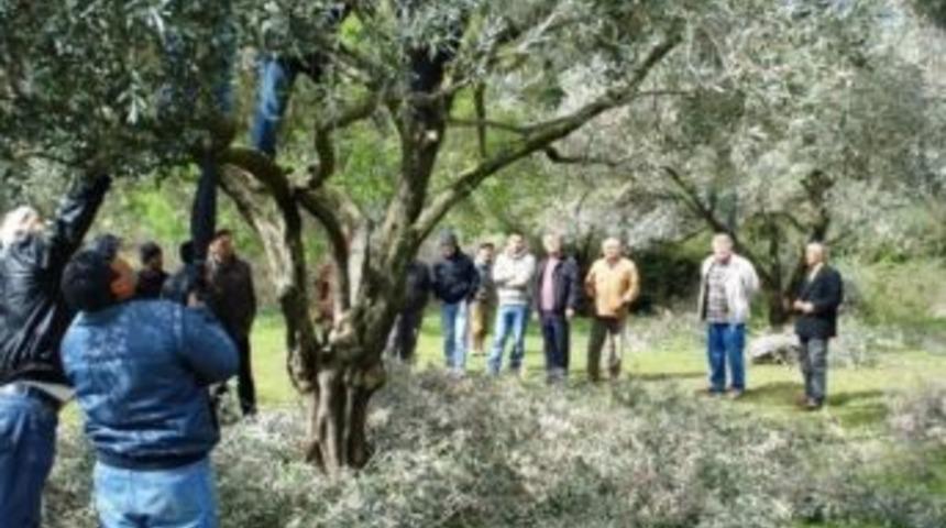 Ahem’den Zeytin Budama Kursu