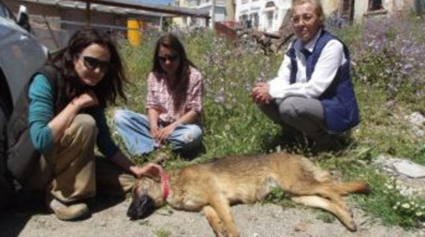 Ayvalık&rsquo;ta 82 Sokak Kedisi Kısırlaştırıldı