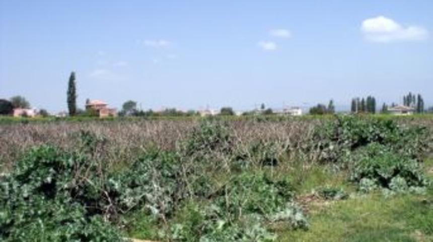 Sart M&uuml;zesi İ&ccedil;in &Ccedil;alışmalar Başlatıldı