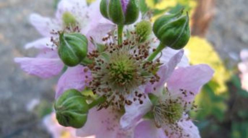 Kaz Dağları&rsquo;nın Yabani Meyveleri Şişeye Girdi