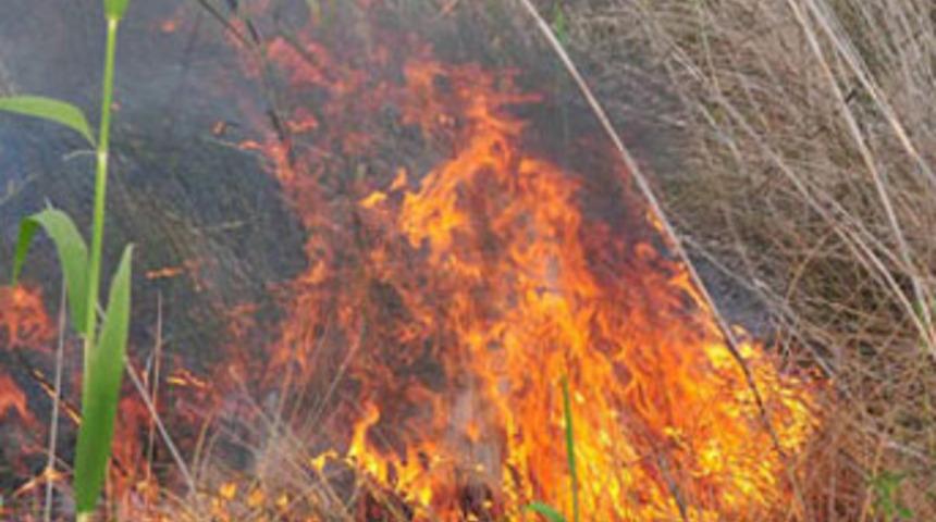 Kuş cenneti k&uuml;l oldu