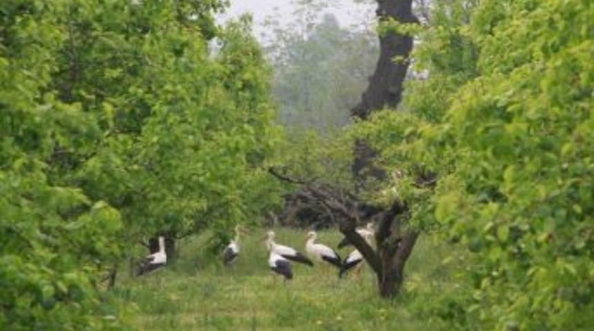 Baharın Habercisi Leylekler Bursa Ovasını S&uuml;sl&uuml;yor