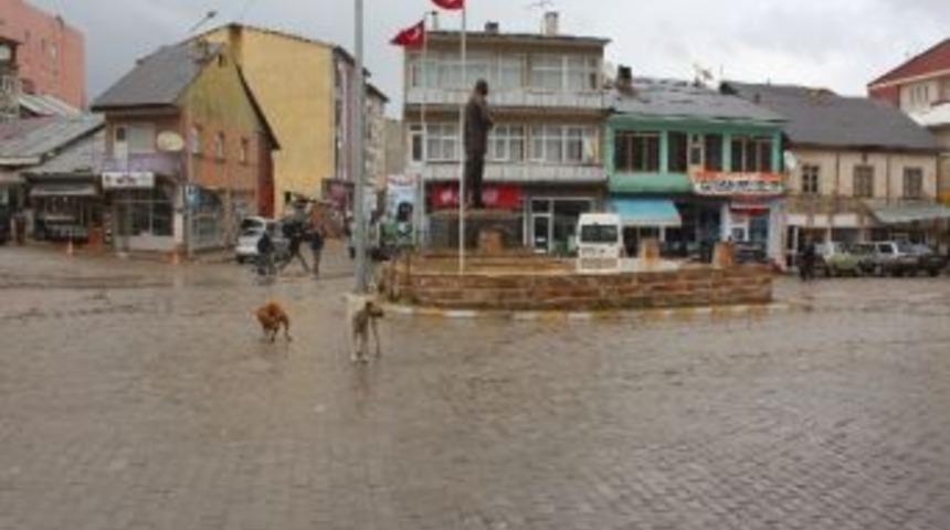 G&uuml;m&uuml;şhane Şiran&rsquo;da Sokak K&ouml;pekleri Sorunu Had Safhaya Ulaştı