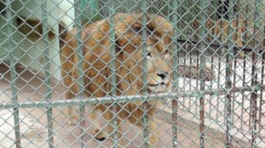 Aslan Baron I&ccedil;in Yurtdışında Acil Eş Aranıyor