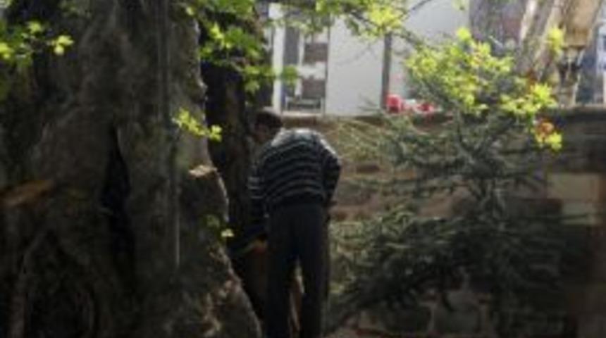 Merzifon&rsquo;daki Anıt &Ccedil;ınarlara Makyaj