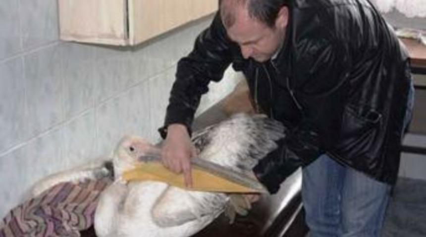 Bitkin D&uuml;şen Pelikan Tedavi Altına Alındı