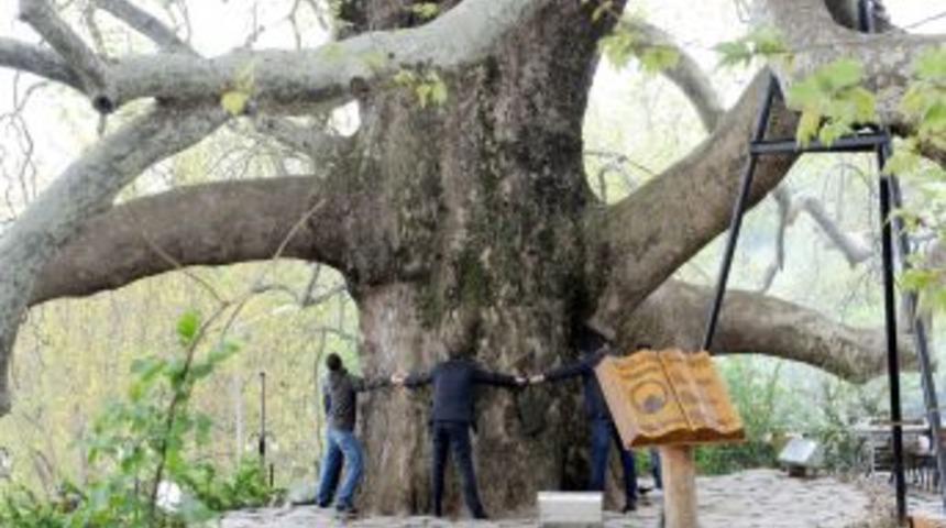 600 Yıllık İnkaya &Ccedil;ınarı Yeni Kimlik Kazanacak