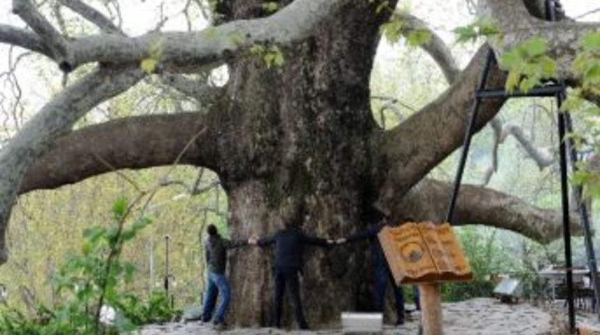 İnkaya &Ccedil;ınarının &Ccedil;evresi Yenileniyor