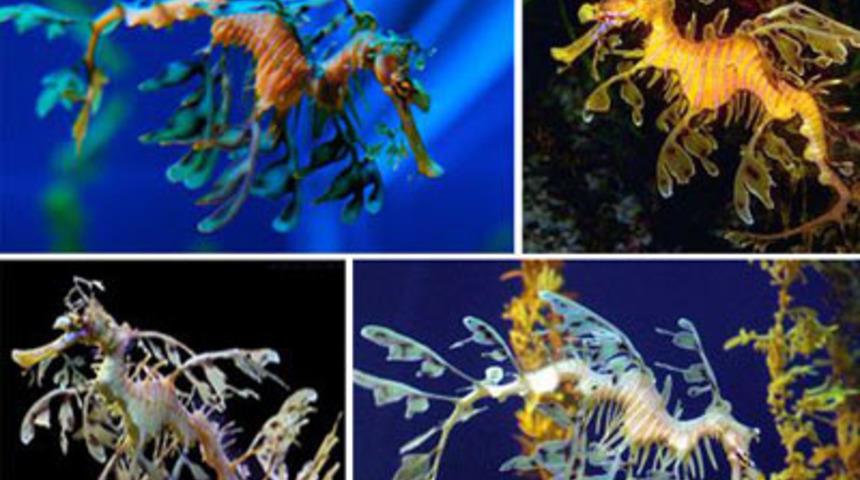 Doğum yapan ilk erkek o değilmiş!