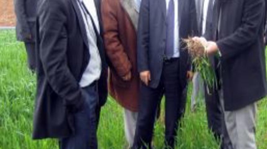 Temel, Tarım Alanlarını Inceledi