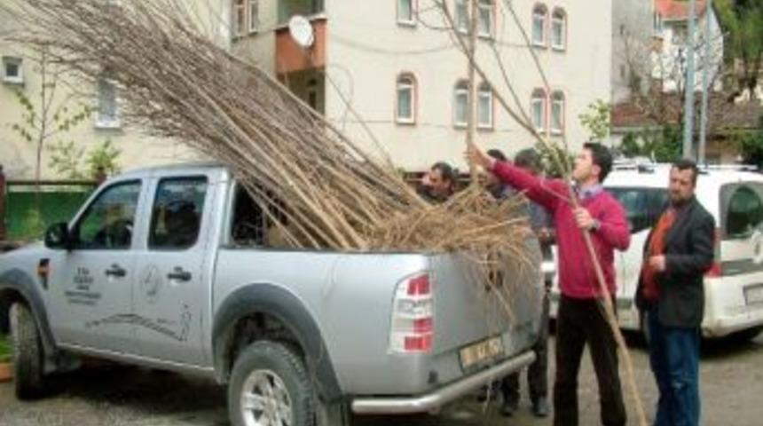 Bozkurt Orman İşletme M&uuml;d&uuml;rl&uuml;ğ&uuml; Halka Fidan Dağıttı
