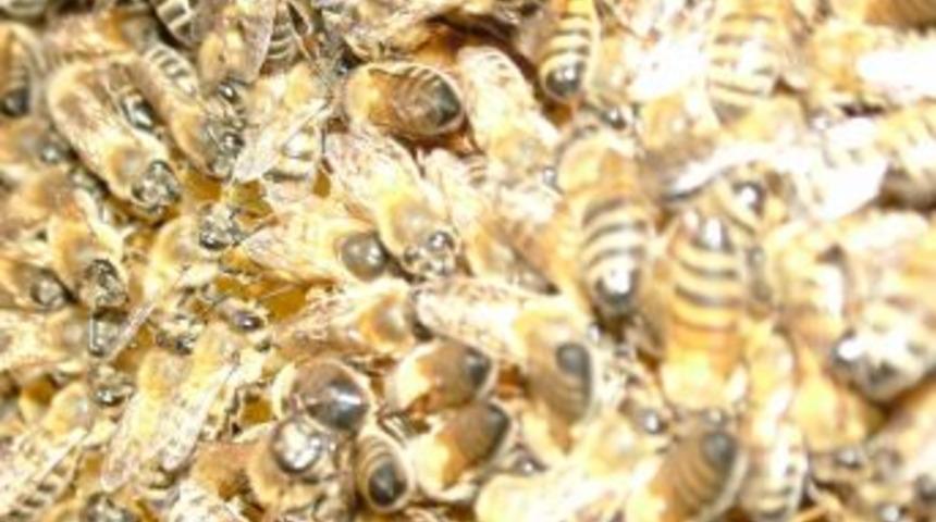 Bozkurt&rsquo;tan Arı İ&ccedil;in 350 Bin Tl Gidiyor