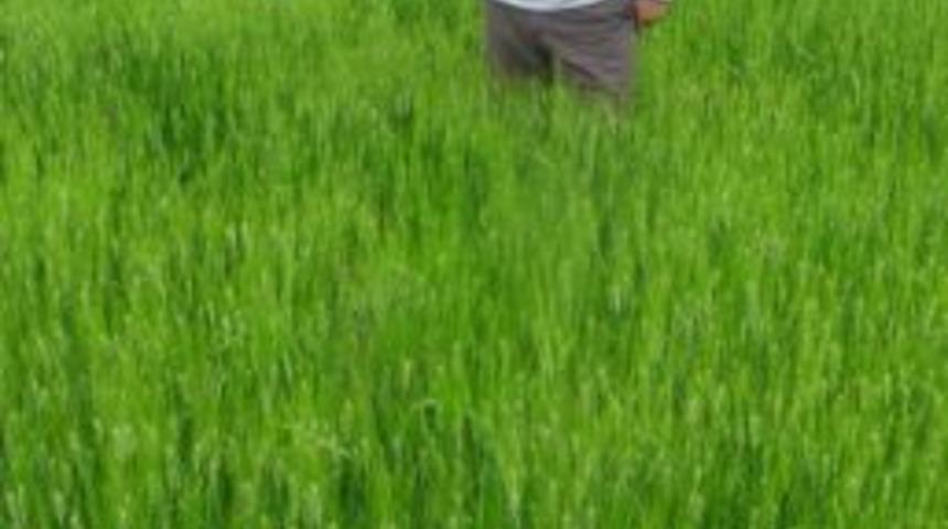 Araban Ovası&rsquo;nda S&uuml;ne Zararlısına Karşı Biyolojik M&uuml;cadele