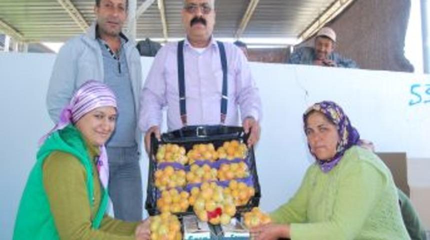 D&uuml;nyanın Erkenci Kayısını &Uuml;reten Mut, 20 Bin Ton Ihracat Yapacak