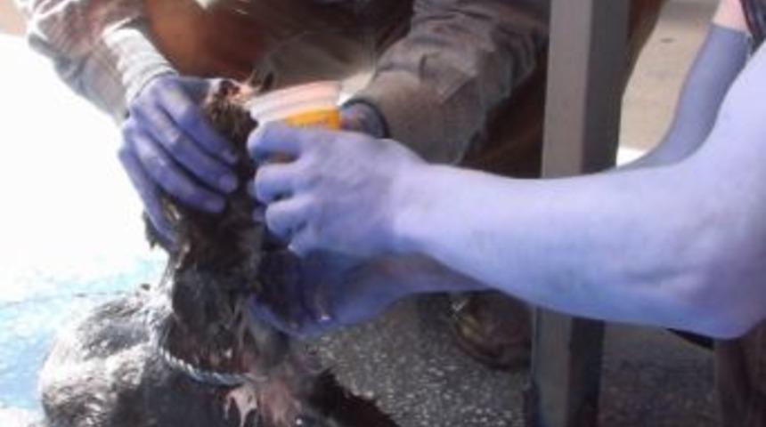 Yangında Dumandan Bayılan K&ouml;peğe Ayran İ&ccedil;irdiler