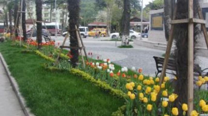 Amasra Lale Devrini Yaşıyor