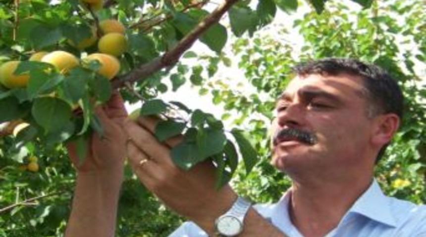 Mut&rsquo;ta Bu Yıl 20 Bin Ton Kayısı İhracatı Bekleniyor