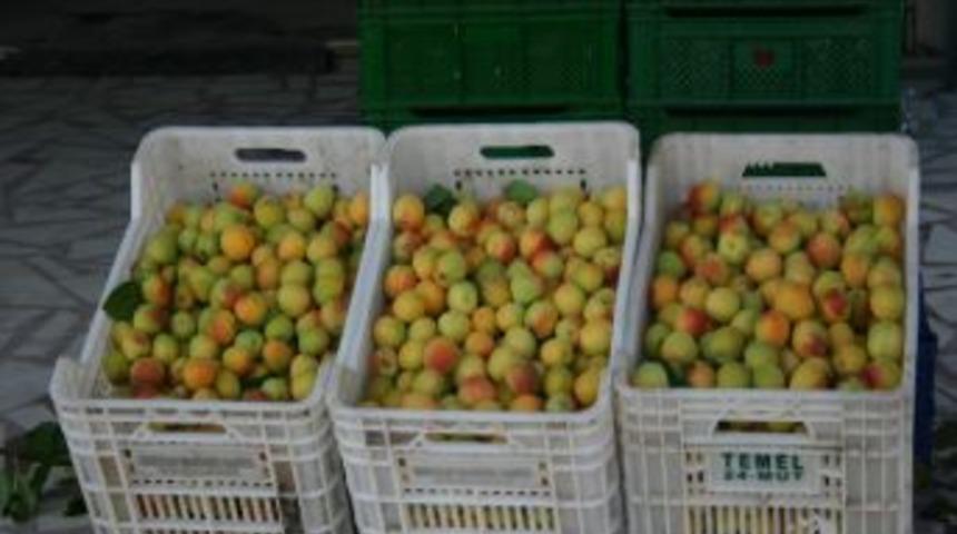Turfanda Kayısının Kilosu 15 Tl