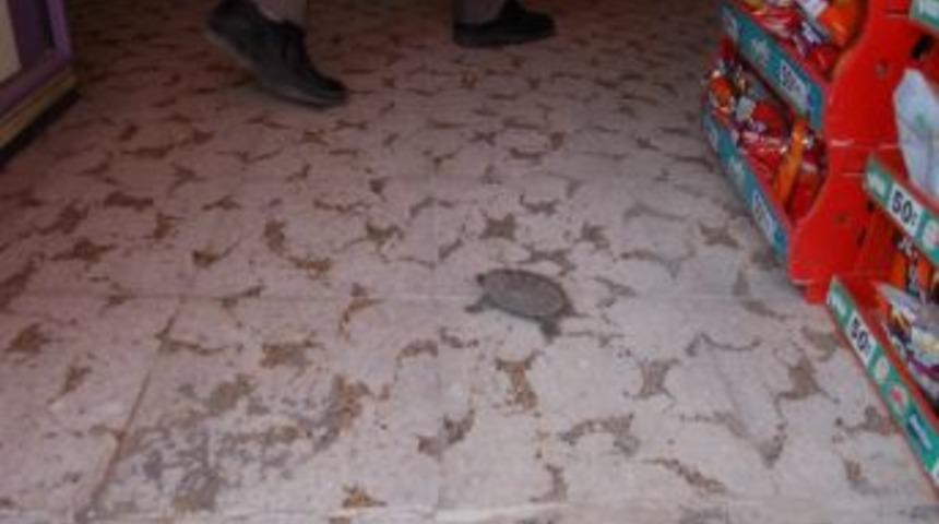 &Ccedil;erez Standında Su Kamlumbağası Yakaladı