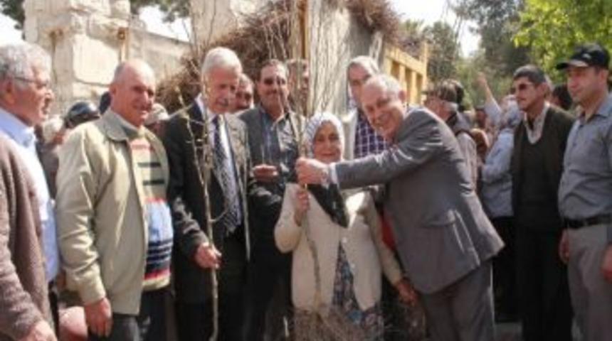 Sel&ccedil;uk'ta 23 Nisan'a &Ouml;zel 3 Bin 500 Fidan Dağıtıldı