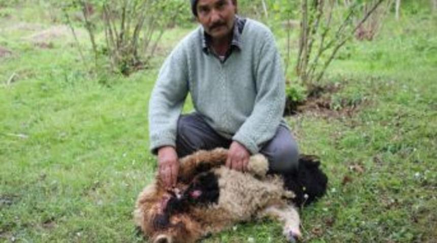 &Ccedil;ift Cinsiyetli Kuzu G&ouml;renleri Şaşırtıyor