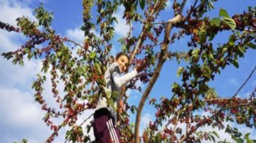 Dut Ağacı, Yapraktan &Ccedil;ok Meyve Verdi