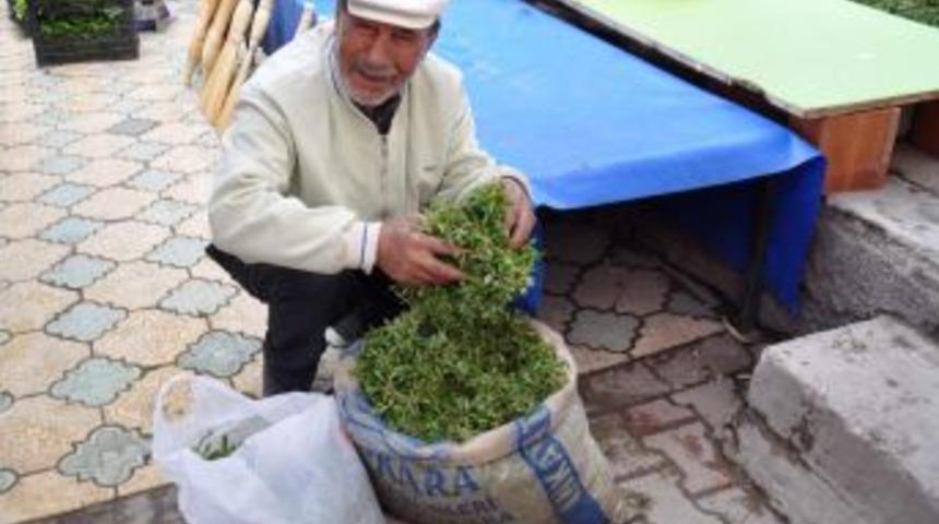 K&ouml;yl&uuml; Kadınların Ge&ccedil;im Kaynağı Madımak