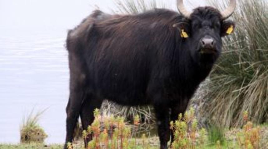 Manda S&uuml;t&uuml;n&uuml;n Taliplisi Artıyor, &Uuml;retim 4 Kat Artacak