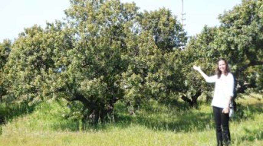 'Sakız Ağacı Konusunda 40 Yıldır 40 Santim Yol Gidemiyoruz'
