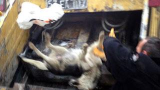 Sinop'ta köpek katliamı