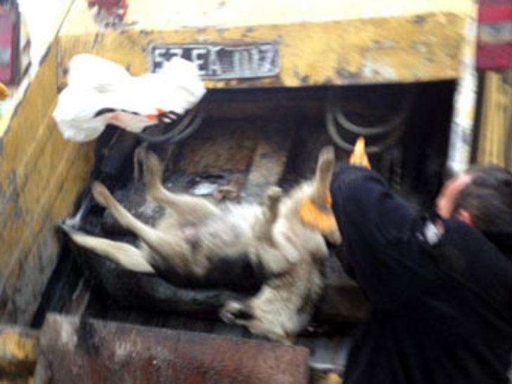 Sinop'ta köpek katliamı